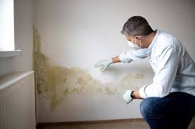 Best Basement Mold Removal  in Kingman, AZ